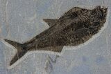 Multiple Fossil Fish (Diplomystus & Knightia) - Wall Mount #299812-3